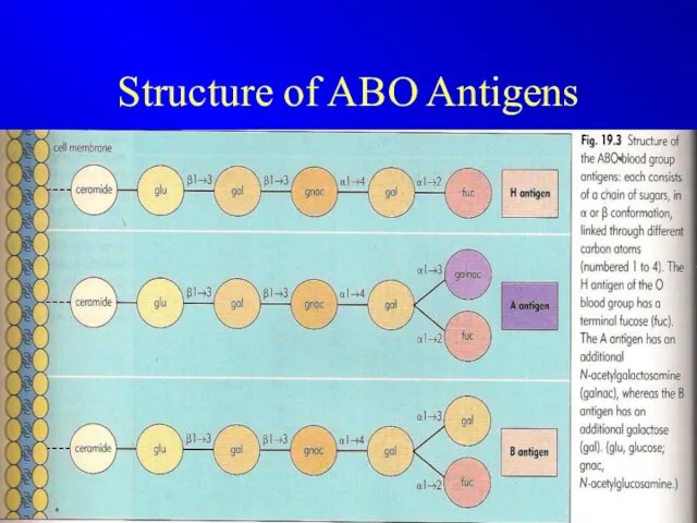 Structure of ABO Antigens