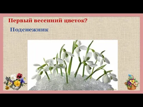 Первый весенний цветок? Подснежник