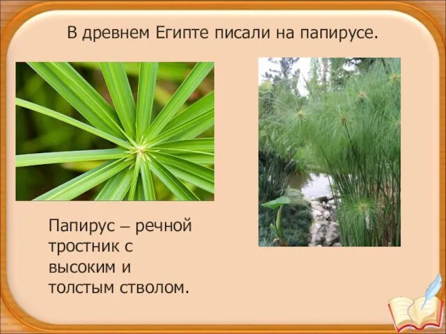 Папирус – речной тростник с высоким и толстым стволом. В древнем Египте писали на папирусе.