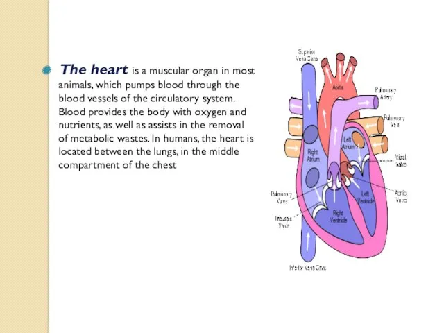 The heart is a muscular organ in most animals, which