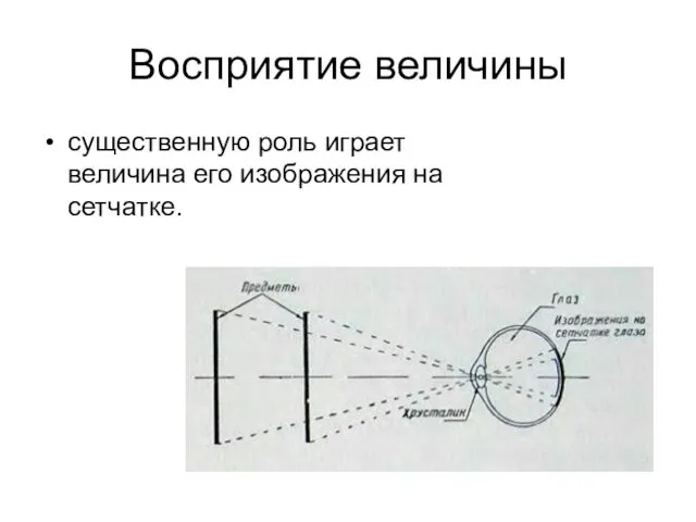 Восприятие величины существенную роль играет величина его изображения на сетчатке.