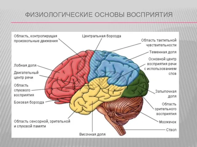 ФИЗИОЛОГИЧЕСКИЕ ОСНОВЫ ВОСПРИЯТИЯ