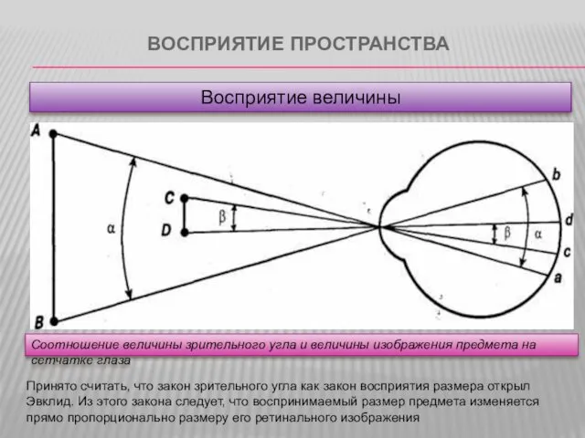 ВОСПРИЯТИЕ ПРОСТРАНСТВА Соотношение величины зрительного угла и величины изображения предмета