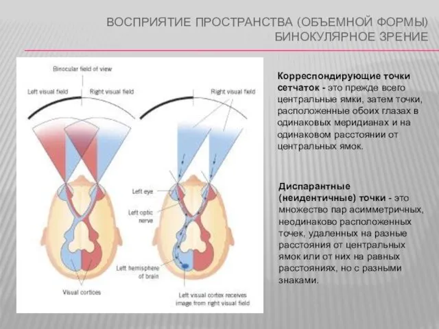 ВОСПРИЯТИЕ ПРОСТРАНСТВА (ОБЪЕМНОЙ ФОРМЫ) БИНОКУЛЯРНОЕ ЗРЕНИЕ Корреспондирующие точки сетчаток -