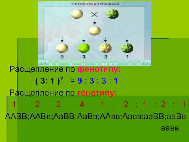 Расщепление по фенотипу: ( 3: 1 )2 = 9 :