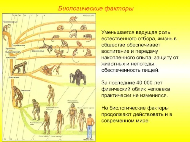 Уменьшается ведущая роль естественного отбора, жизнь в обществе обеспечивает воспитание