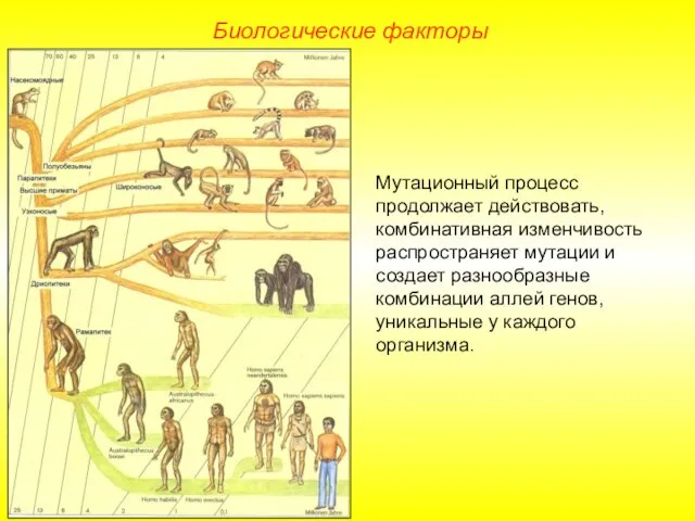 Мутационный процесс продолжает действовать, комбинативная изменчивость распространяет мутации и создает