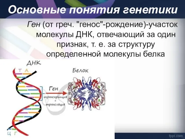 Основные понятия генетики Ген (от греч. "генос"-рождение)-участок молекулы ДНК, отвечающий
