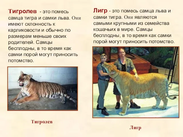 Лигр - это помесь самца льва и самки тигра. Они