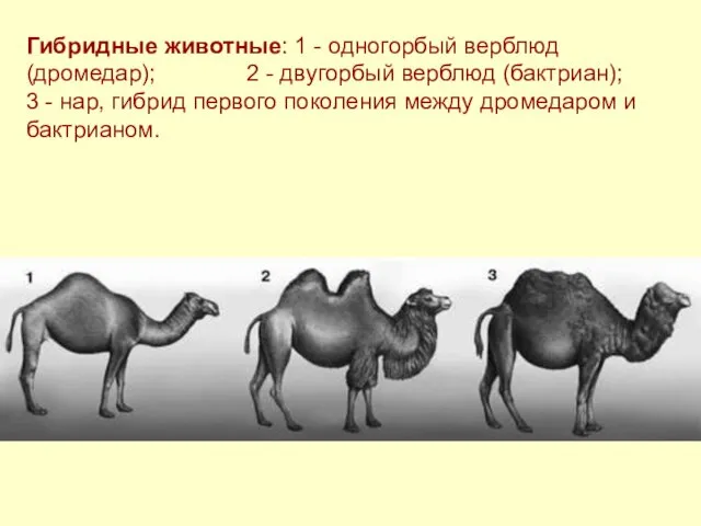 Гибридные животные: 1 - одногорбый верблюд (дромедар); 2 - двугорбый