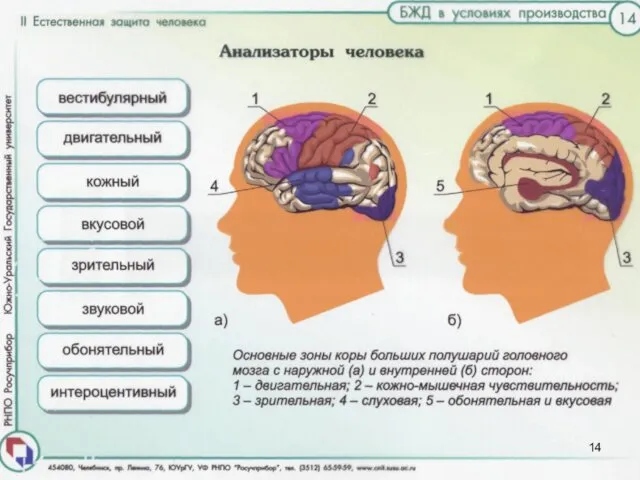 Центральной частью анализаторов являются некоторые зоны в коре головного мозга: зрительная, слуховая, двигательная