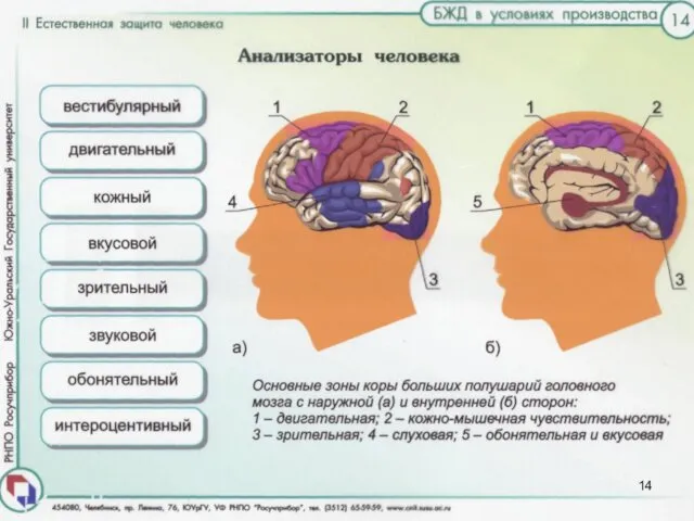 Центральной частью анализаторов являются некоторые зоны в коре головного мозга: