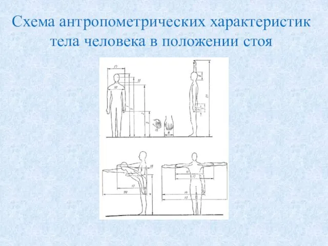 Схема антропометрических характеристик тела человека в положении стоя