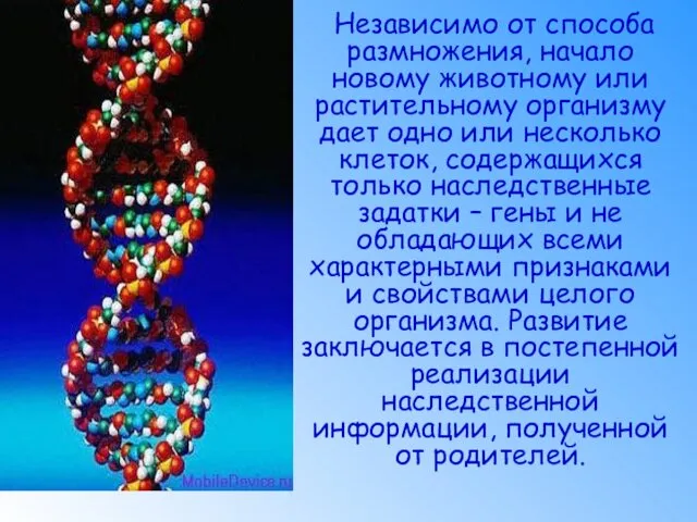 Независимо от способа размножения, начало новому животному или растительному организму