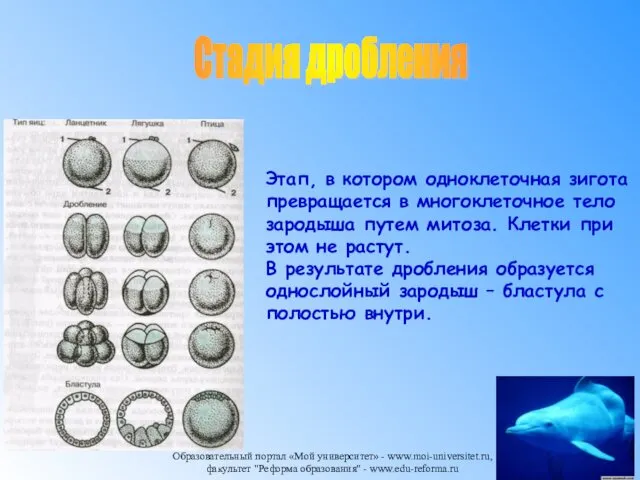 Образовательный портал «Мой университет» - www.moi-universitet.ru, факультет "Реформа образования" -