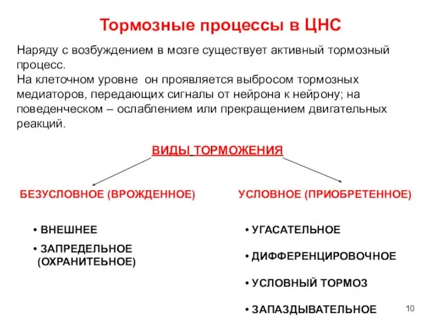 Тормозные процессы в ЦНС Наряду с возбуждением в мозге существует