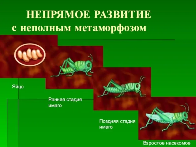 НЕПРЯМОЕ РАЗВИТИЕ с неполным метаморфозом Яйцо Ранняя стадия имаго Поздняя стадия имаго Взрослое насекомое
