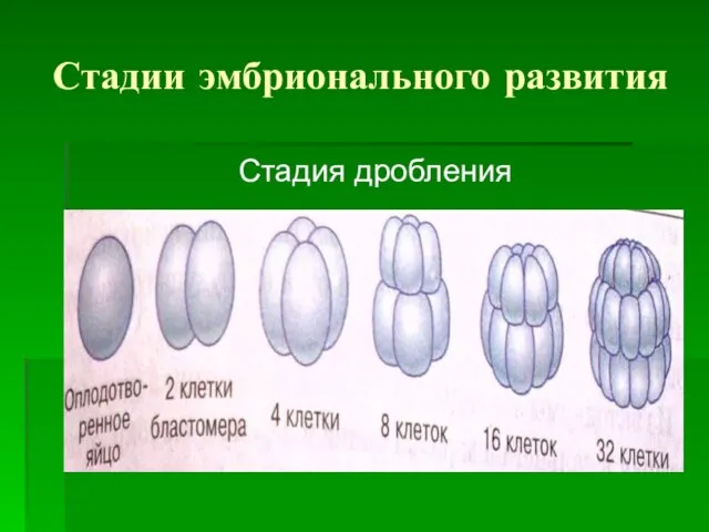 Стадии эмбрионального развития Стадия дробления