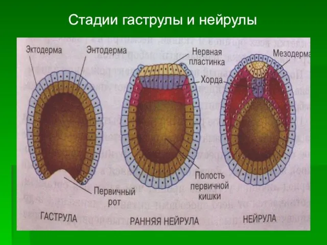 Стадии гаструлы и нейрулы