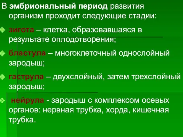 В эмбриональный период развития организм проходит следующие стадии: зигота – клетка, образовавшаяся в