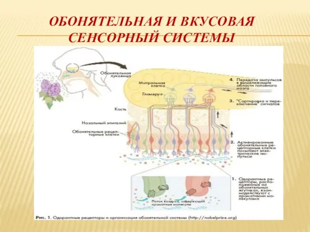 ОБОНЯТЕЛЬНАЯ И ВКУСОВАЯ СЕНСОРНЫЙ СИСТЕМЫ