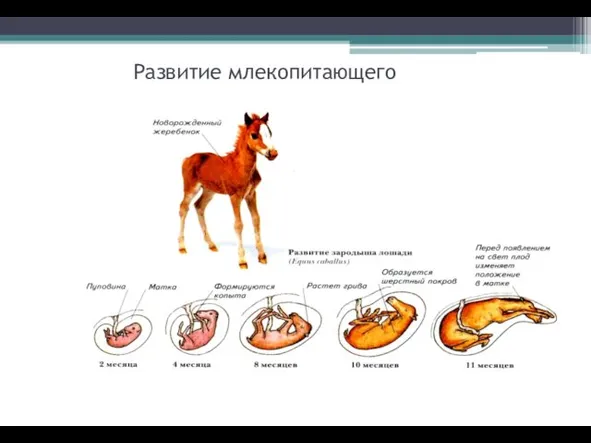 Развитие млекопитающего