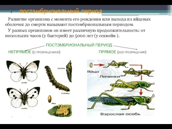 7 – постэмбриональный период Развитие организма с момента его рождения или выхода из