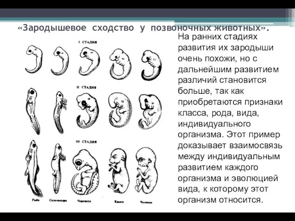 «Зародышевое сходство у позвоночных животных». На ранних стадиях развития их зародыши очень похожи,