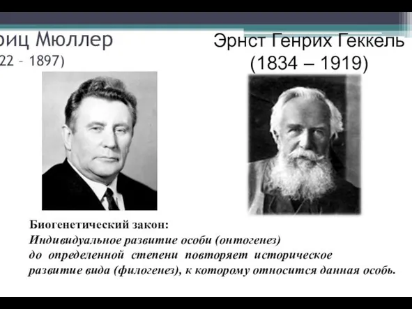 Фриц Мюллер (1822 – 1897) Эрнст Генрих Геккель (1834 – 1919) Биогенетический закон: