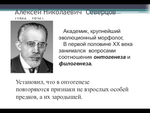 Алексей Николаевич Северцов (1866 – 1936) Академик, крупнейший эволюционный морфолог, В первой половине