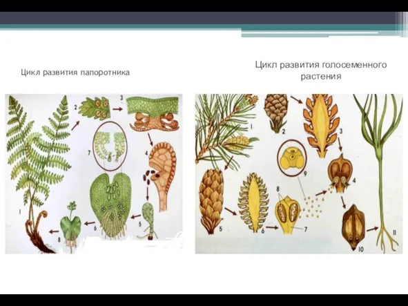 Цикл развития папоротника Цикл развития голосеменного растения