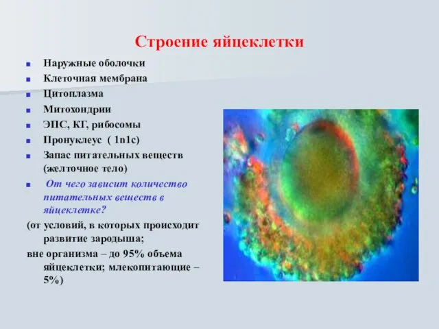 Строение яйцеклетки Наружные оболочки Клеточная мембрана Цитоплазма Митохондрии ЭПС, КГ,