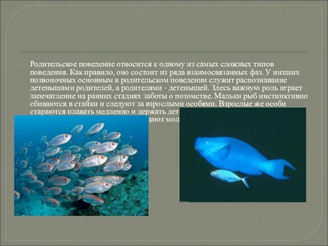 Родительское поведение относится к одному из самых сложных типов поведения.