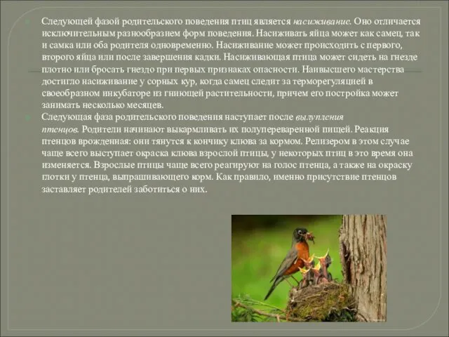 Следующей фазой родительского поведения птиц является насиживание. Оно отличается исключительным