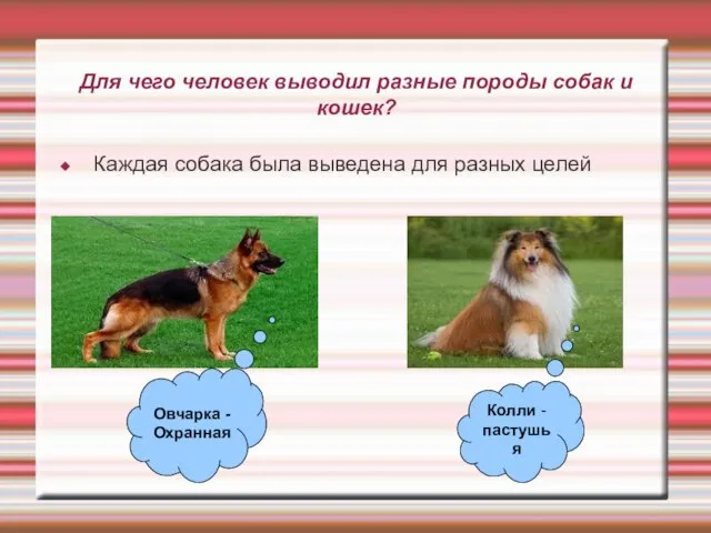 Для чего человек выводил разные породы собак и кошек? Каждая