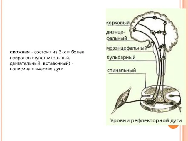 сложная - состоит из 3-х и более нейронов (чувствительный, двигательный, вставочный) - полисинаптические дуги.