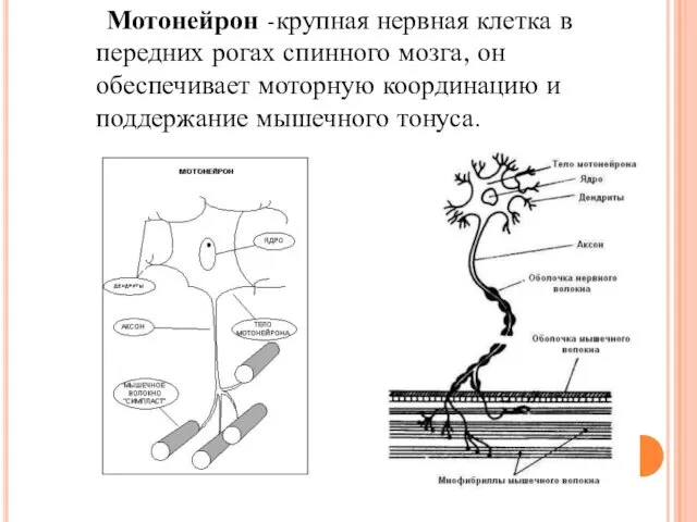 Мотонейрон -крупная нервная клетка в передних рогах спинного мозга, он