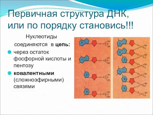 Первичная структура ДНК, или по порядку становись!!! Нуклеотиды соединяются в