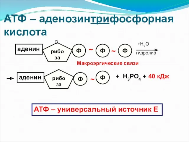 АТФ – аденозинтрифосфорная кислота аденин рибоза О Ф Ф Ф