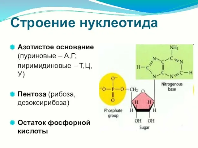 Строение нуклеотида Азотистое основание (пуриновые – А,Г; пиримидиновые – Т,Ц,У) Пентоза (рибоза, дезоксирибоза) Остаток фосфорной кислоты