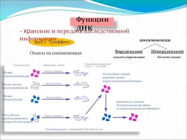 Функции ДНК - хранение и передача наследственной информации 1928 г.