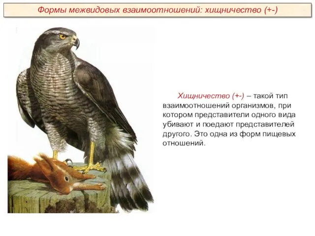 Хищничество (+-) – такой тип взаимоотношений организмов, при котором представители