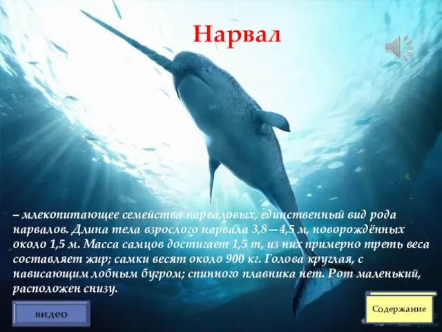 – млекопитающее семейства нарваловых, единственный вид рода нарвалов. Длина тела