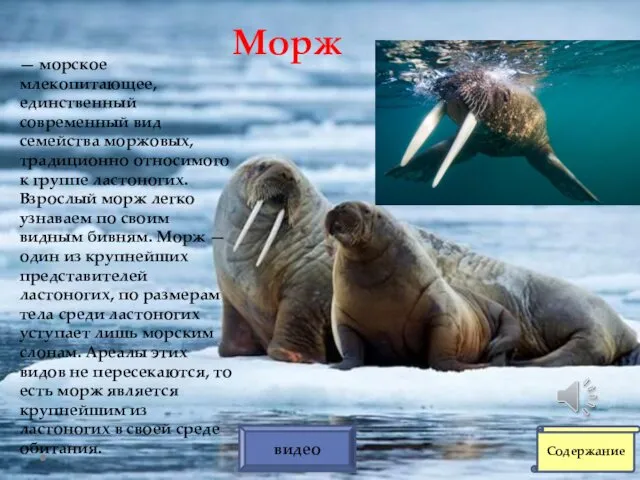 Морж — морское млекопитающее, единственный современный вид семейства моржовых, традиционно