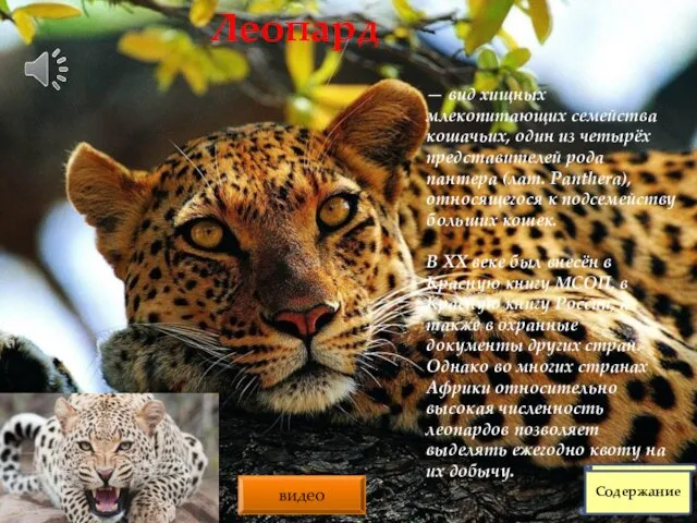 Леопард — вид хищных млекопитающих семейства кошачьих, один из четырёх