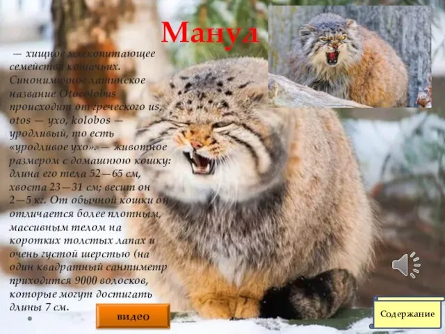 Манул — хищное млекопитающее семейства кошачьих. Синонимичное латинское название Otocolobus