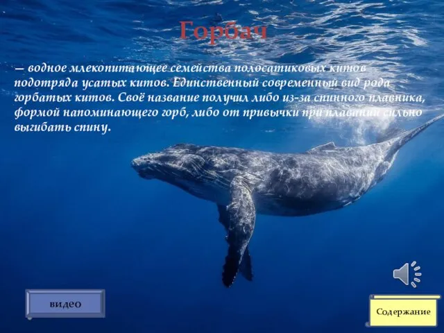 — водное млекопитающее семейства полосатиковых китов подотряда усатых китов. Единственный