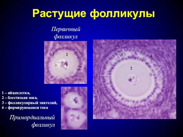 Растущие фолликулы 1 – яйцеклетка, 2 – блестящая зона, 3