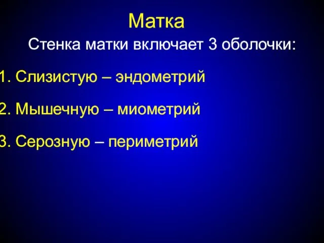 Матка Стенка матки включает 3 оболочки: Слизистую – эндометрий Мышечную – миометрий Серозную – периметрий