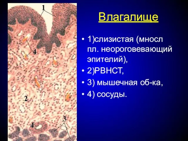 Влагалище 1)слизистая (мносл пл. неороговевающий эпителий), 2)РВНСТ, 3) мышечная об-ка, 4) сосуды.